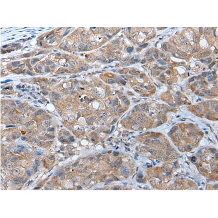 DRD2 Antibody from Signalway Antibody (43657) - Antibodies.com