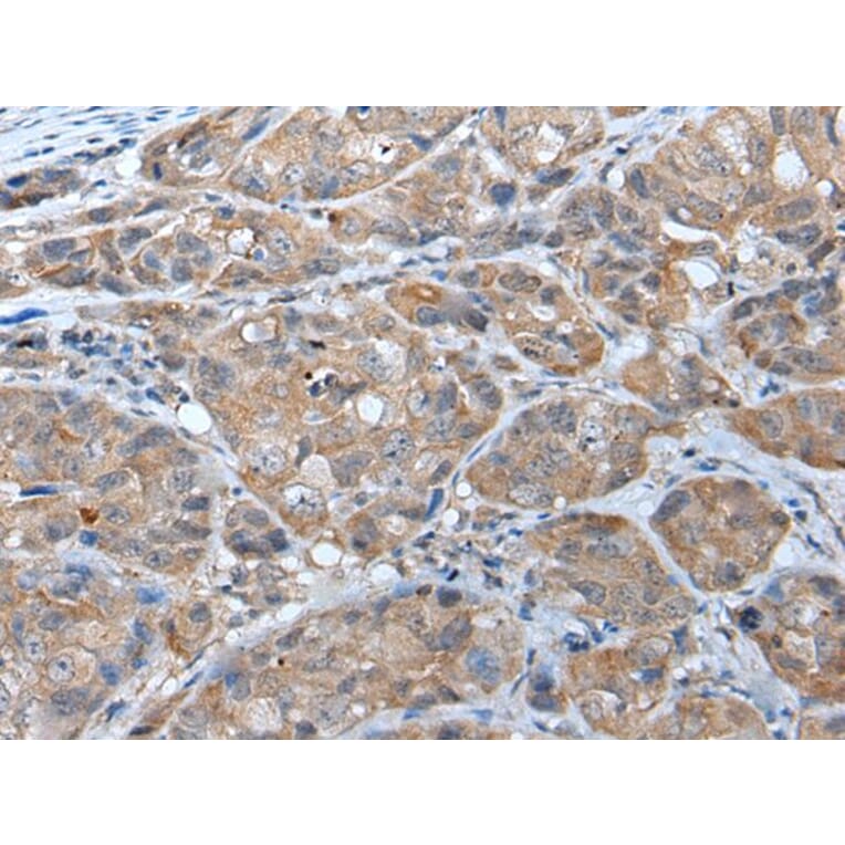 DRD2 Antibody from Signalway Antibody (43657) - Antibodies.com
