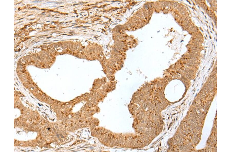 JUNB Antibody from Signalway Antibody (43664) - Antibodies.com