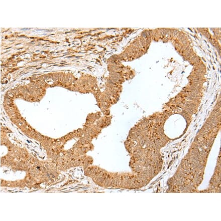 JUNB Antibody from Signalway Antibody (43664) - Antibodies.com