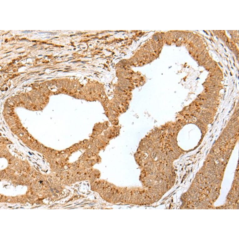 JUNB Antibody from Signalway Antibody (43664) - Antibodies.com