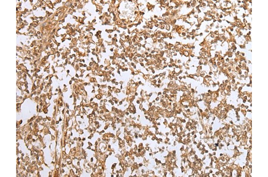 JUNB Antibody from Signalway Antibody (43664) - Antibodies.com