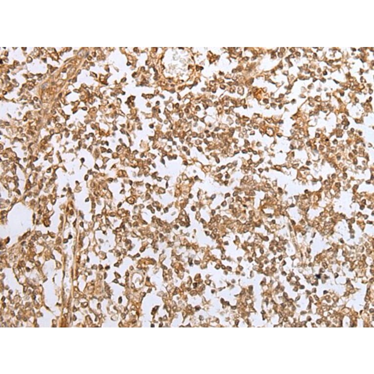 JUNB Antibody from Signalway Antibody (43664) - Antibodies.com