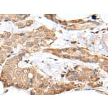 GRM4 Antibody from Signalway Antibody (43678) - Antibodies.com