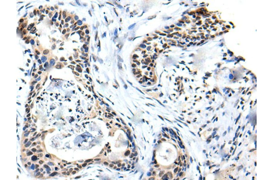 SOX4 Antibody from Signalway Antibody (43701) - Antibodies.com