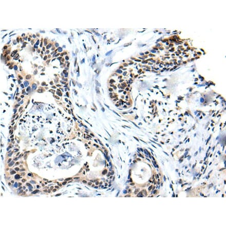 SOX4 Antibody from Signalway Antibody (43701) - Antibodies.com