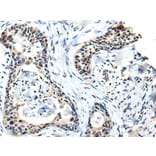 SOX4 Antibody from Signalway Antibody (43701) - Antibodies.com