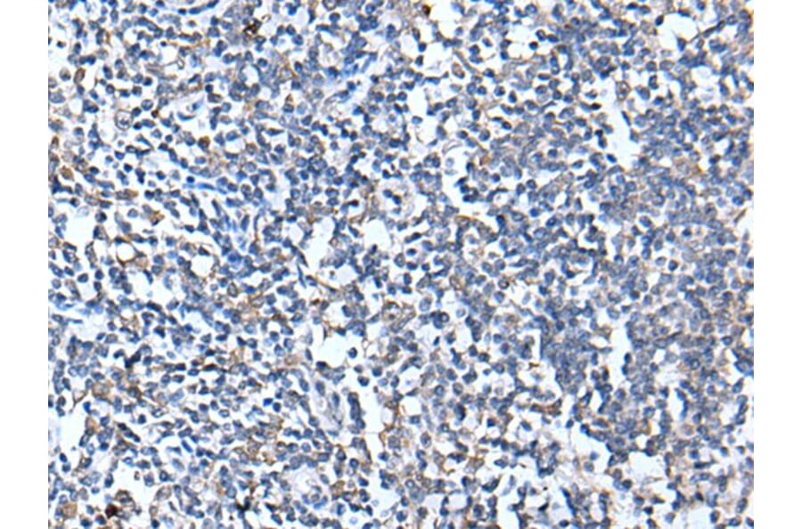 CANX Antibody from Signalway Antibody (43717) - Antibodies.com