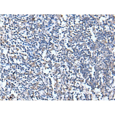 CANX Antibody from Signalway Antibody (43717) - Antibodies.com
