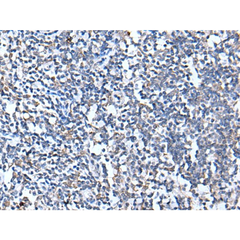 CANX Antibody from Signalway Antibody (43717) - Antibodies.com