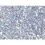 CANX Antibody from Signalway Antibody (43717) - Antibodies.com