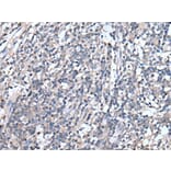 EMP1 Antibody from Signalway Antibody (43720) - Antibodies.com