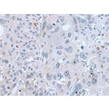 GAST Antibody from Signalway Antibody (43723) - Antibodies.com