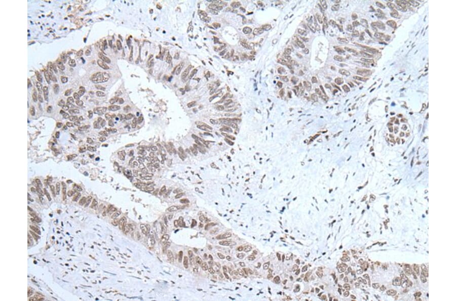 HCRT Antibody from Signalway Antibody (43765) - Antibodies.com