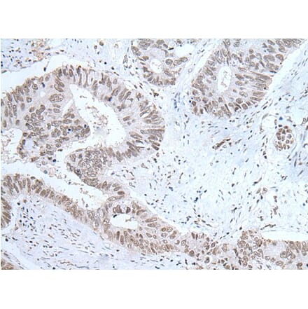HCRT Antibody from Signalway Antibody (43765) - Antibodies.com