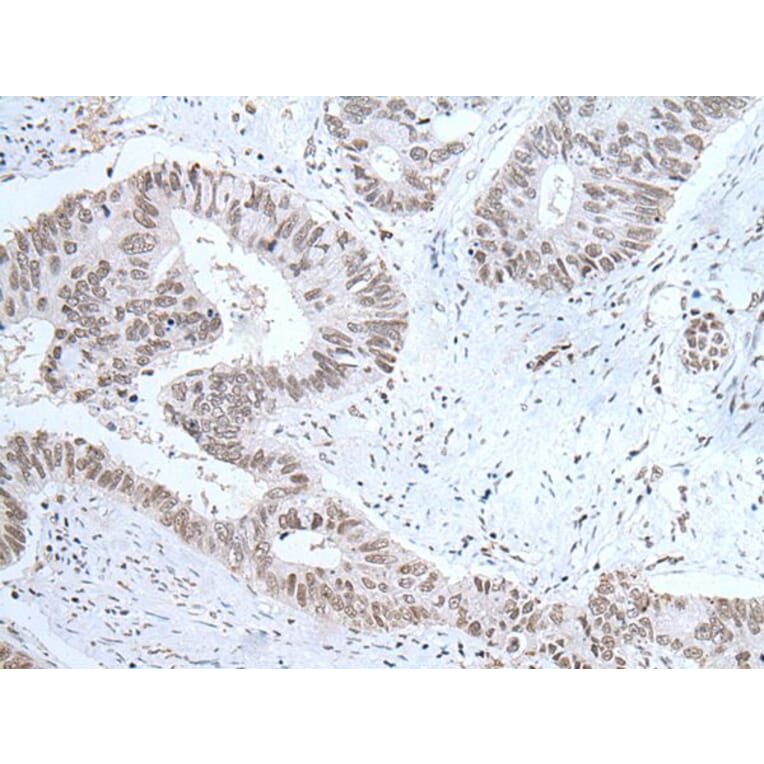 HCRT Antibody from Signalway Antibody (43765) - Antibodies.com