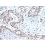 HCRT Antibody from Signalway Antibody (43765) - Antibodies.com