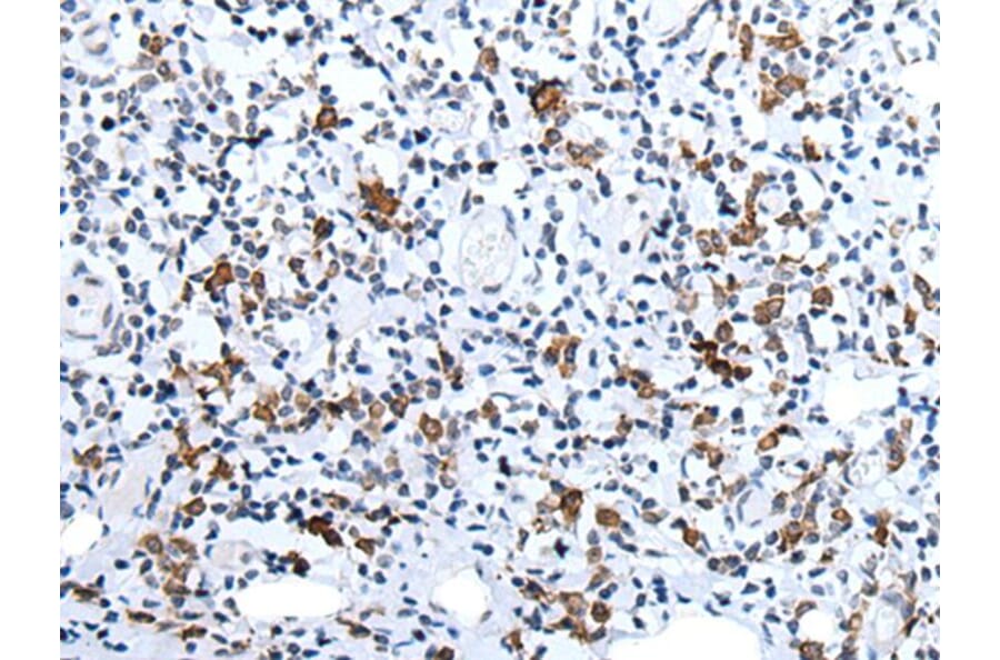 HCRT Antibody from Signalway Antibody (43765) - Antibodies.com