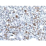 HCRT Antibody from Signalway Antibody (43765) - Antibodies.com