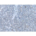 NF1 Antibody from Signalway Antibody (43778) - Antibodies.com