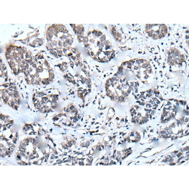 ZIC1 Antibody from Signalway Antibody (43786) - Antibodies.com