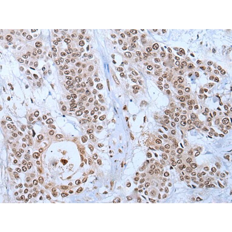 YY2 Antibody from Signalway Antibody (43798) - Antibodies.com