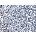 VEZT Antibody from Signalway Antibody (43821) - Antibodies.com