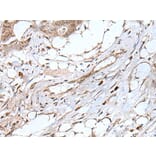 UBN1 Antibody from Signalway Antibody (43829) - Antibodies.com