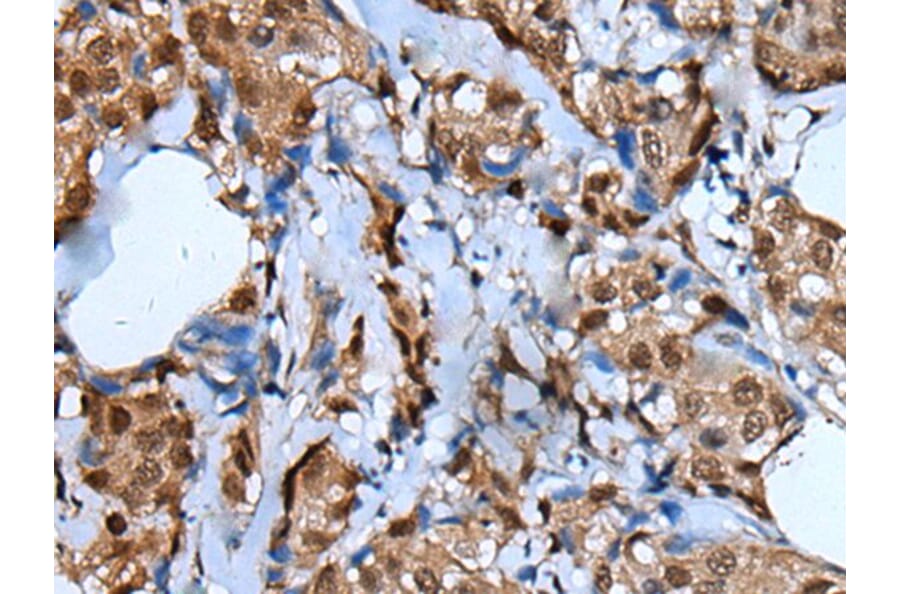 UNCX Antibody from Signalway Antibody (43839) - Antibodies.com