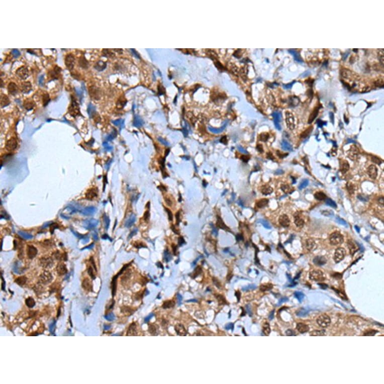 UNCX Antibody from Signalway Antibody (43839) - Antibodies.com