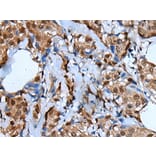 UNCX Antibody from Signalway Antibody (43839) - Antibodies.com