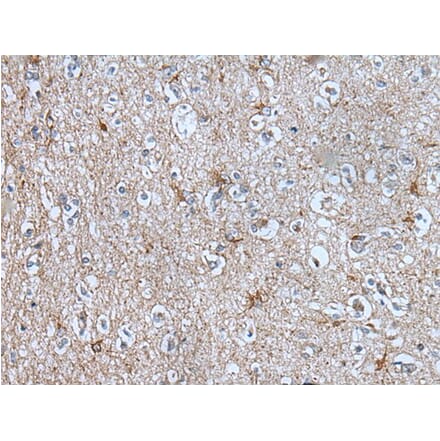 BMP1 Antibody from Signalway Antibody (43850) - Antibodies.com