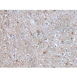 BMP1 Antibody from Signalway Antibody (43850) - Antibodies.com