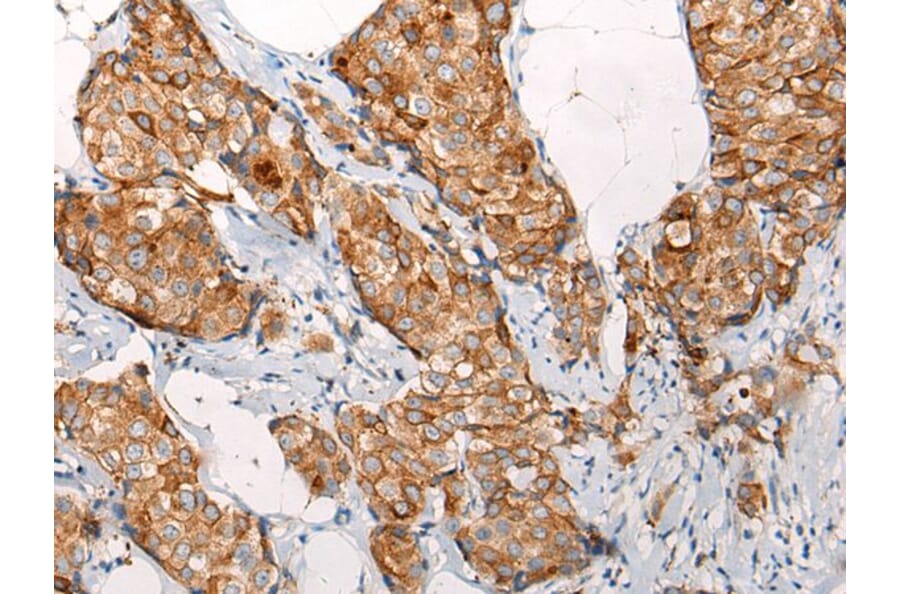 EMC7 Antibody from Signalway Antibody (43869) - Antibodies.com