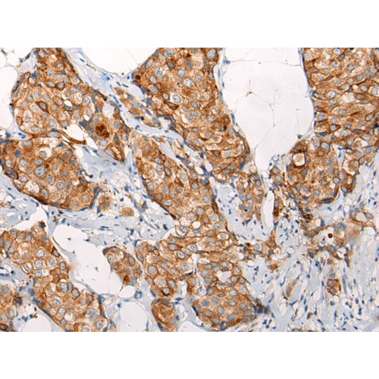 EMC7 Antibody from Signalway Antibody (43869) - Antibodies.com