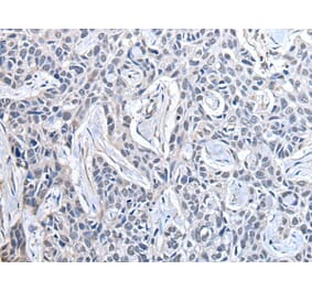 PPIG Antibody from Signalway Antibody (43878) - Antibodies.com