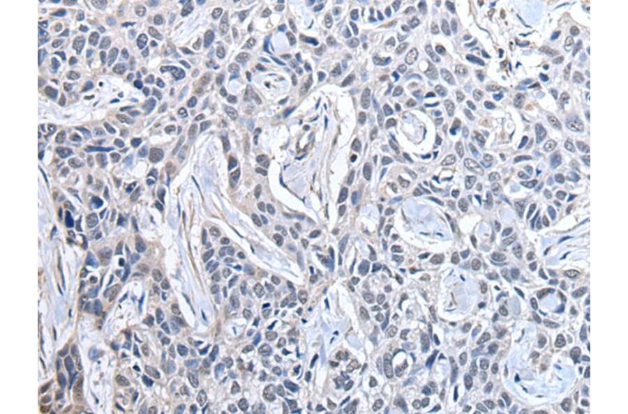 PPIG Antibody from Signalway Antibody (43878) - Antibodies.com