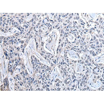 PPIG Antibody from Signalway Antibody (43878) - Antibodies.com