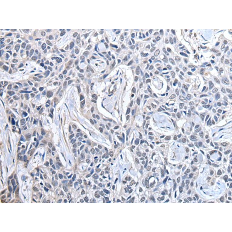 PPIG Antibody from Signalway Antibody (43878) - Antibodies.com