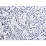 PPIG Antibody from Signalway Antibody (43878) - Antibodies.com
