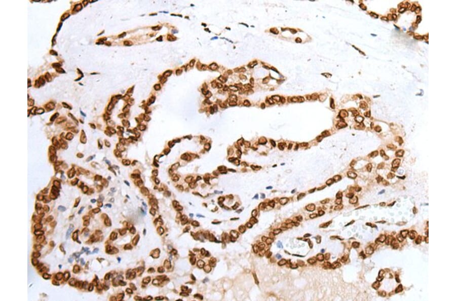 PIF1 Antibody from Signalway Antibody (43903) - Antibodies.com