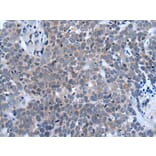 HES1 Antibody from Signalway Antibody (43905) - Antibodies.com