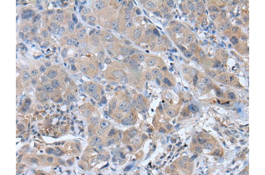 GHRL Antibody from Signalway Antibody (43942) - Antibodies.com