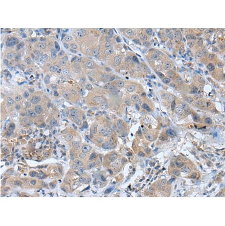 GHRL Antibody from Signalway Antibody (43942) - Antibodies.com