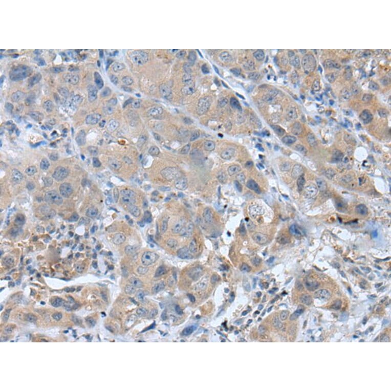 GHRL Antibody from Signalway Antibody (43942) - Antibodies.com