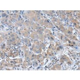 GHRL Antibody from Signalway Antibody (43942) - Antibodies.com