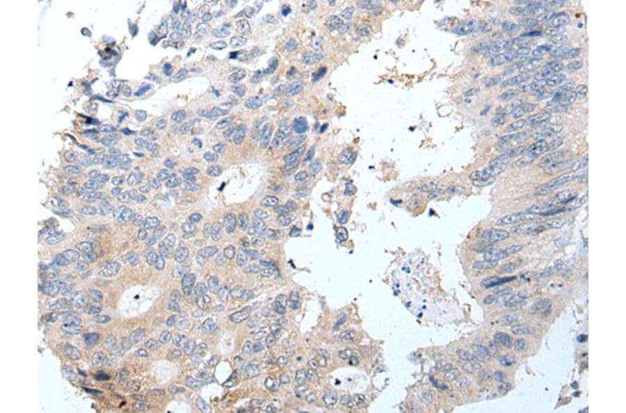 GHRL Antibody from Signalway Antibody (43942) - Antibodies.com