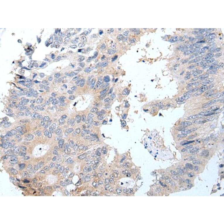 GHRL Antibody from Signalway Antibody (43942) - Antibodies.com