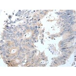 GHRL Antibody from Signalway Antibody (43942) - Antibodies.com