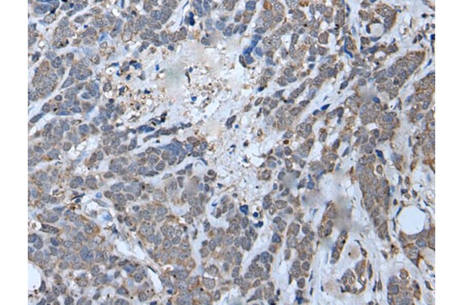 MYF6 Antibody from Signalway Antibody (43952) - Antibodies.com